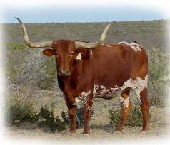 We love Longhorns!